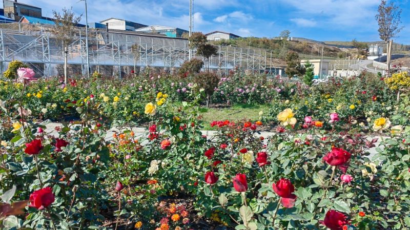 Roses Bloom at Serbia Zijin Copper’s Smelter