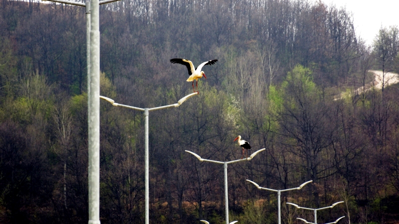 2,500 Days of Transformation: How a Serbian Mine Went From “Scars on the Earth” to Green Horizons