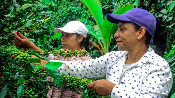 Colombian Coffee Brands Hit World Market with Zijin's Help